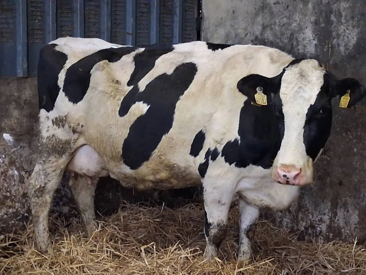 2 In-Calf Cows - Image 2