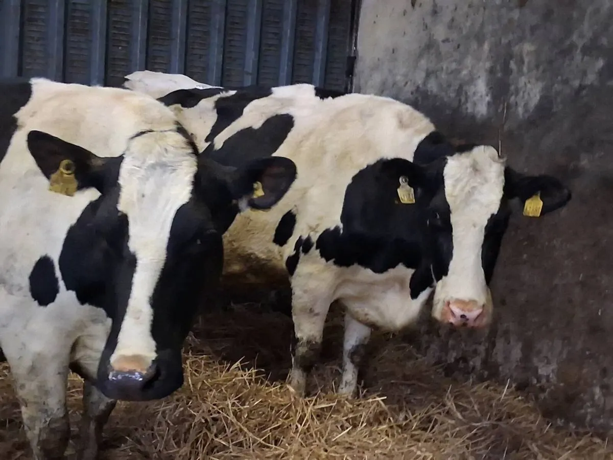 2 In-Calf Cows - Image 3