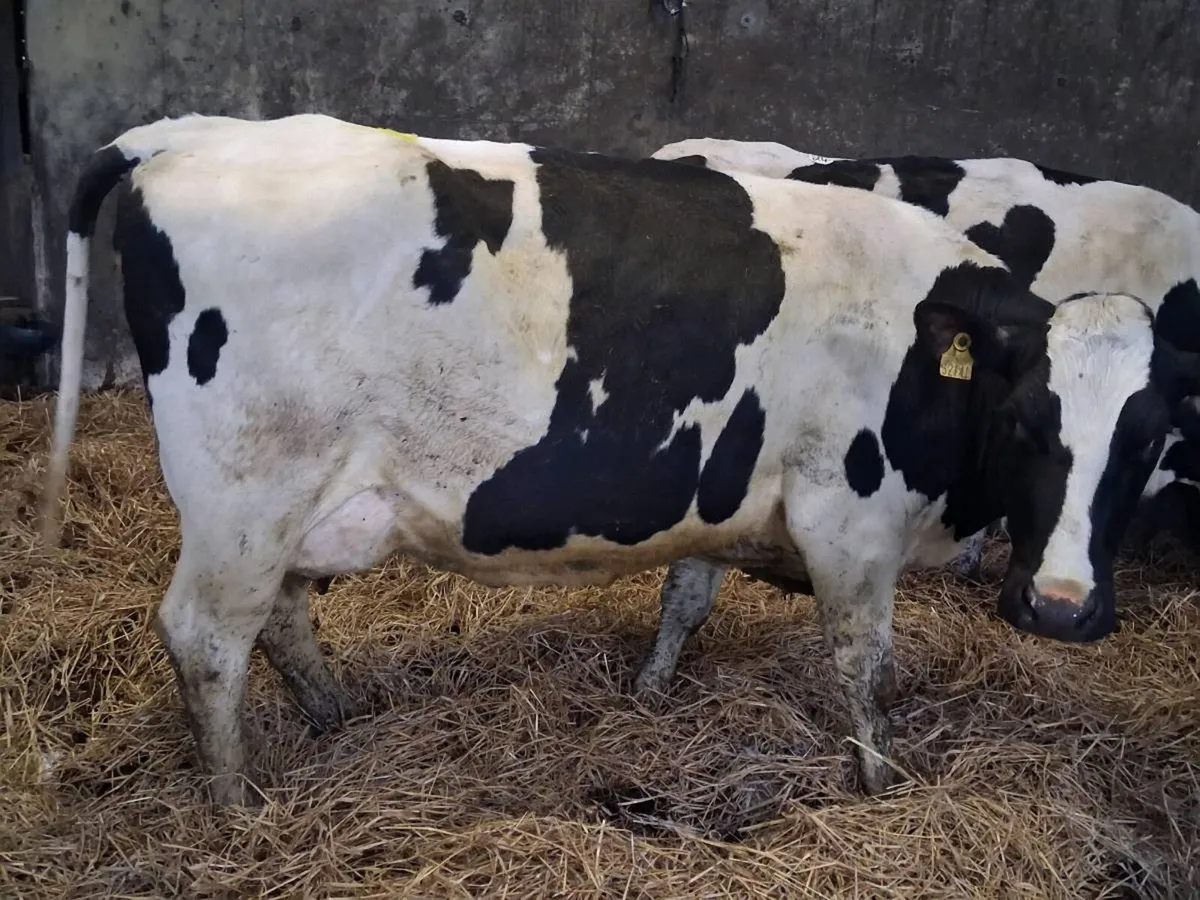 2 In-Calf Cows - Image 4