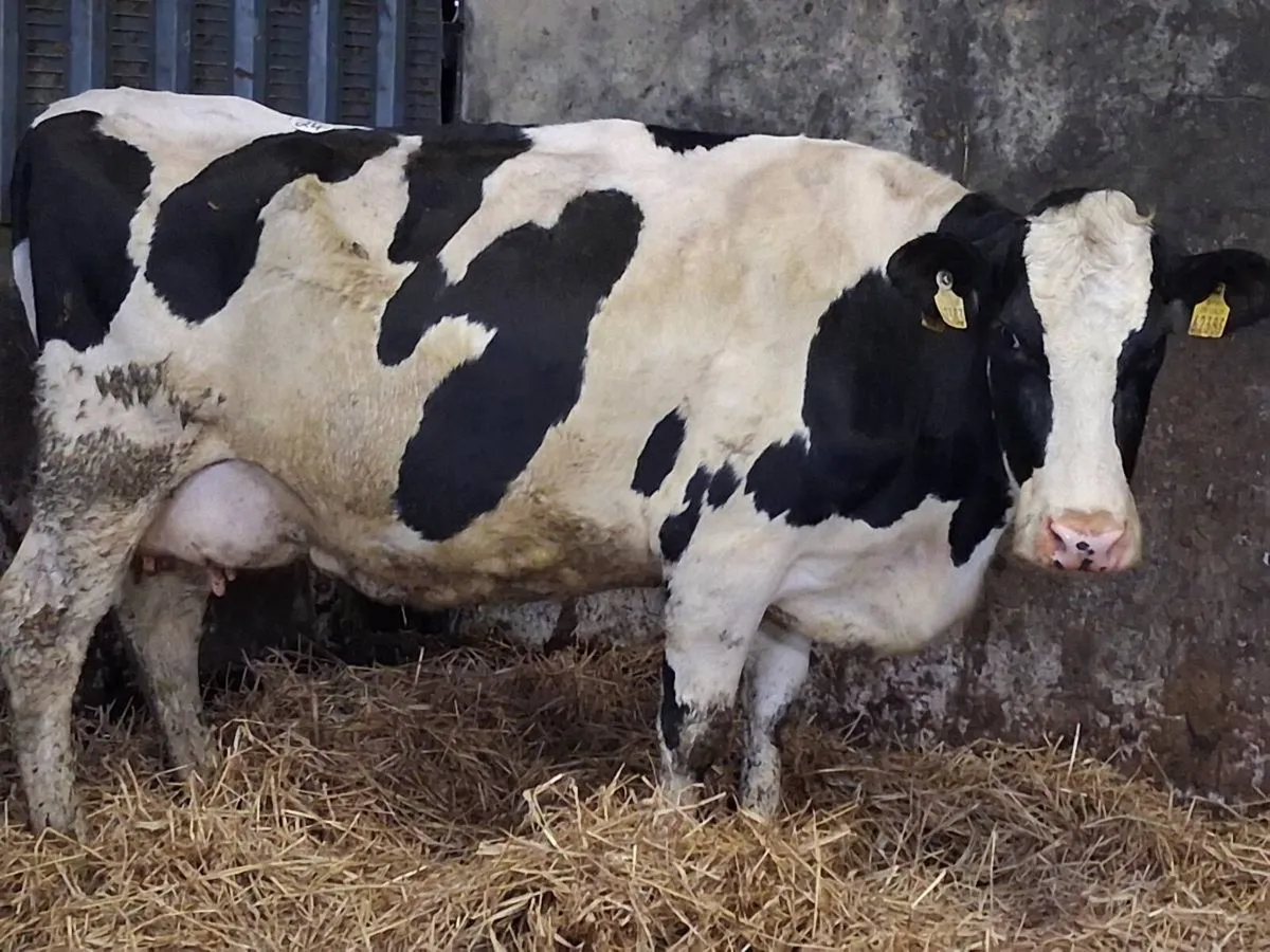 2 In-Calf Cows - Image 1