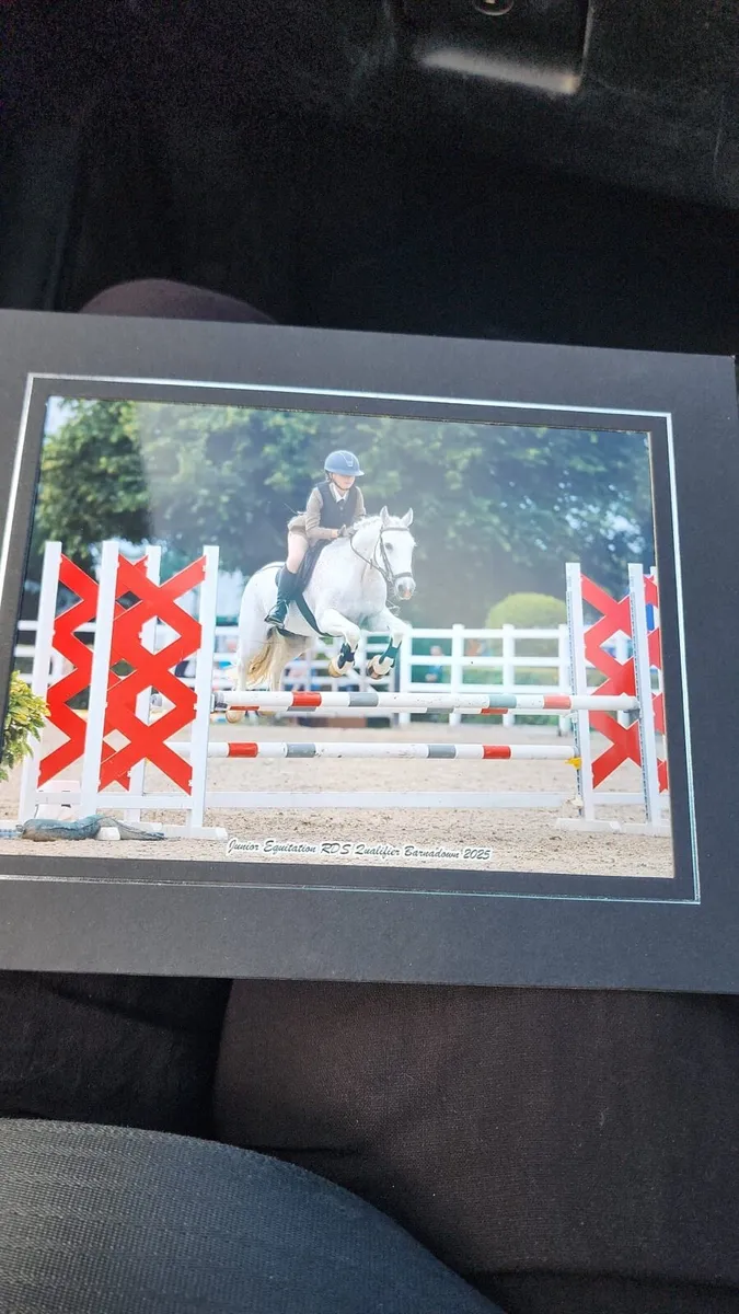 17yo Pony - Image 1