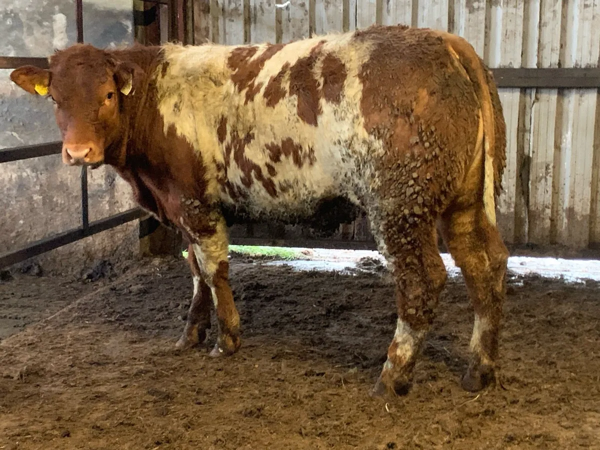 4 star zag bred roan heifer - Image 2