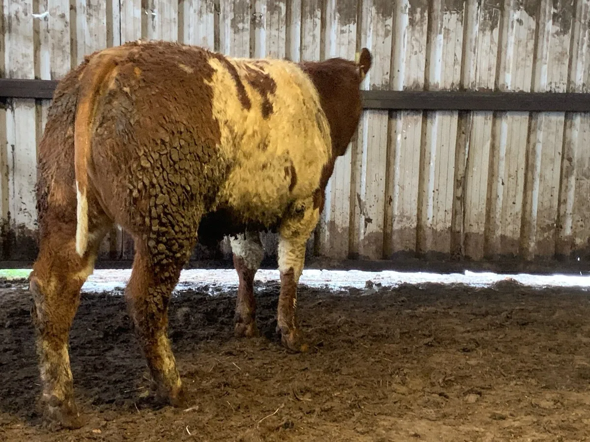 4 star zag bred roan heifer - Image 3