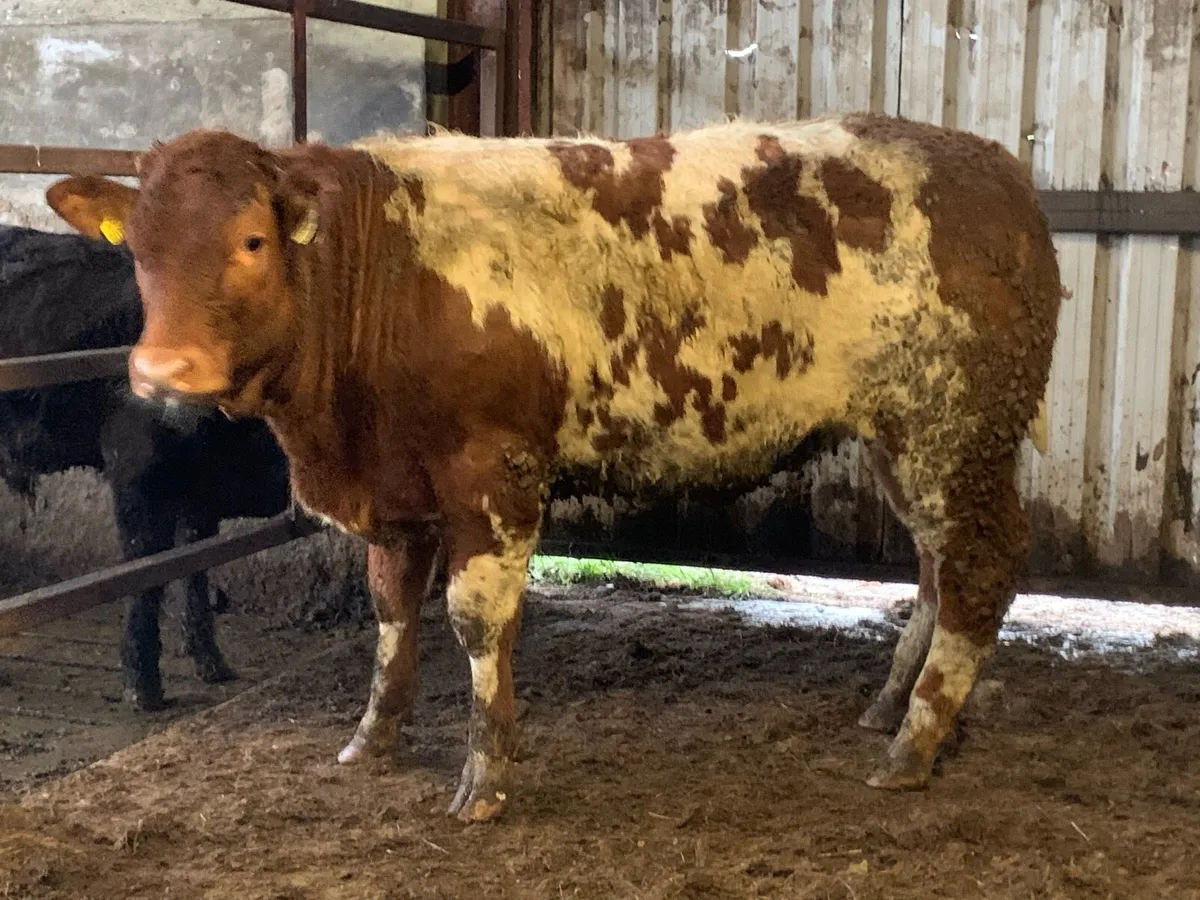 4 star zag bred roan heifer - Image 4