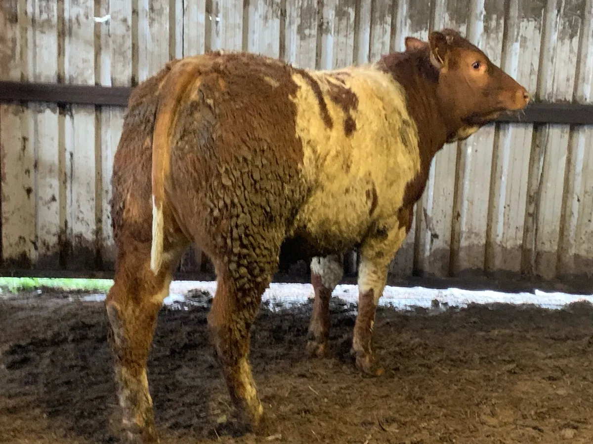 4 star zag bred roan heifer - Image 1