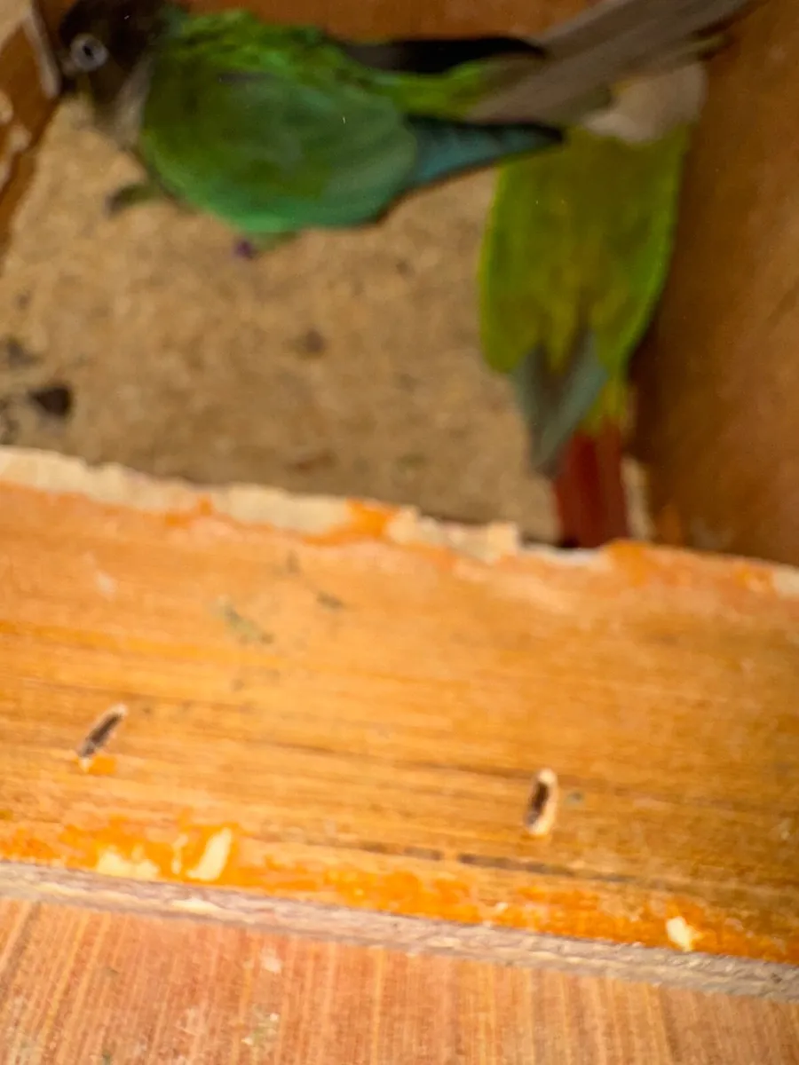 Pineapple conure - Image 2