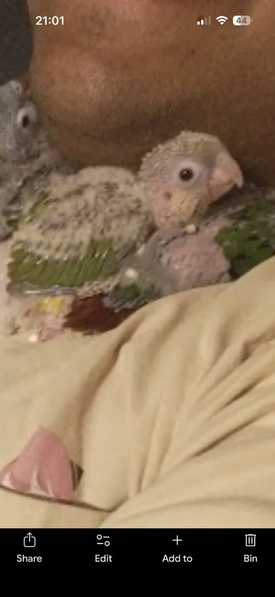 Pineapple conure - Image 3