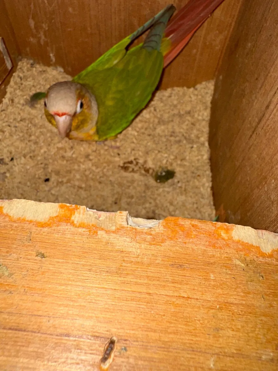 Pineapple conure - Image 4