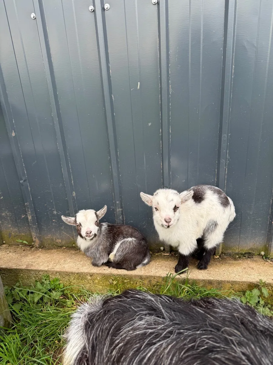 Pygmy Goats - Image 2