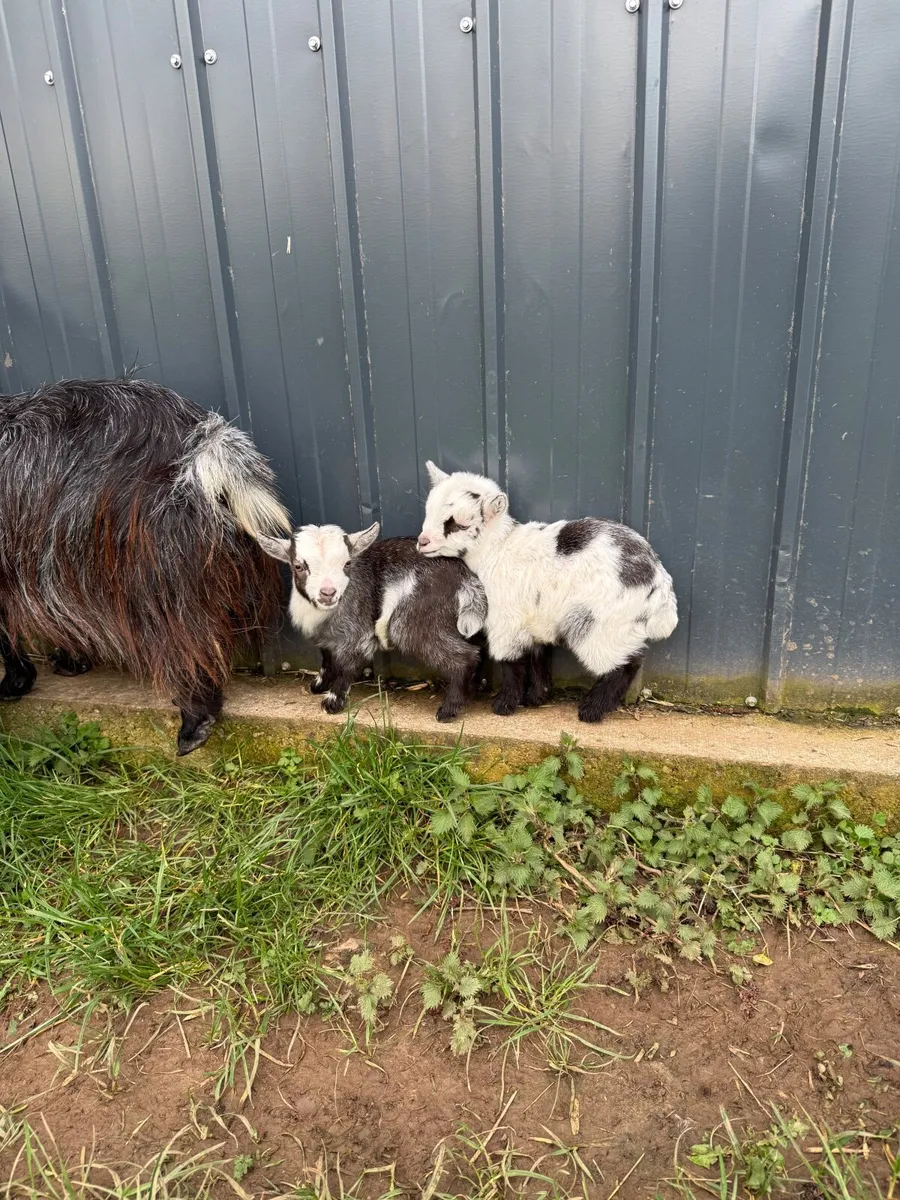 Pygmy Goats - Image 3