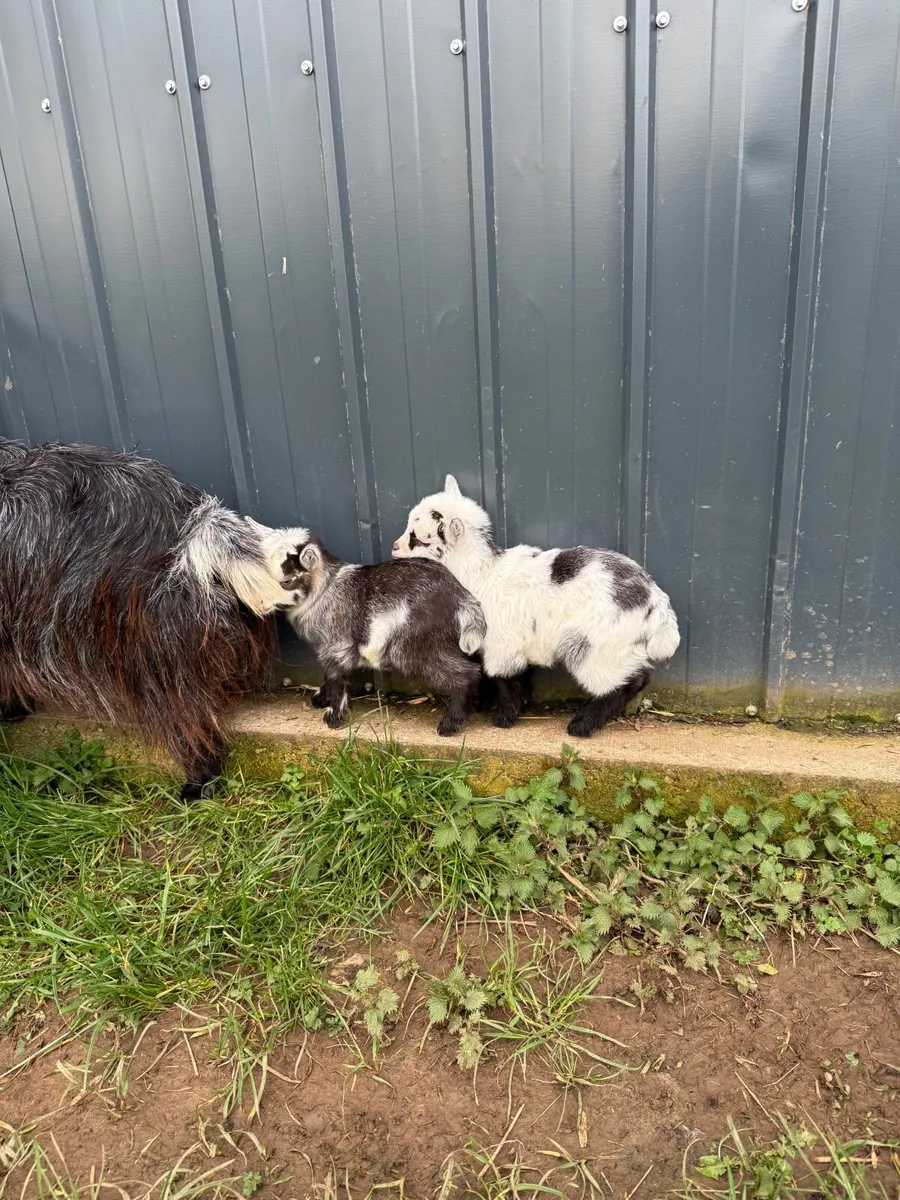 Pygmy Goats - Image 4