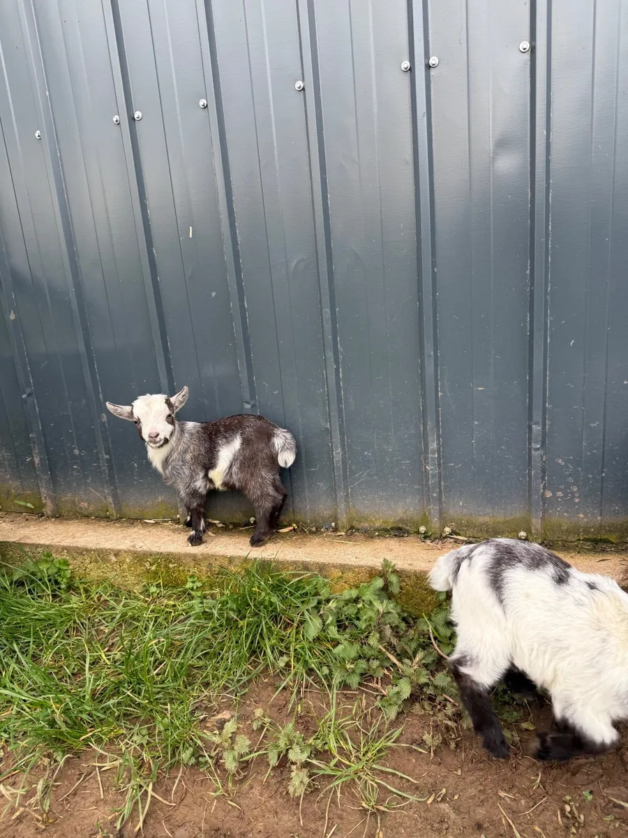 Pygmy Goats - Image 1