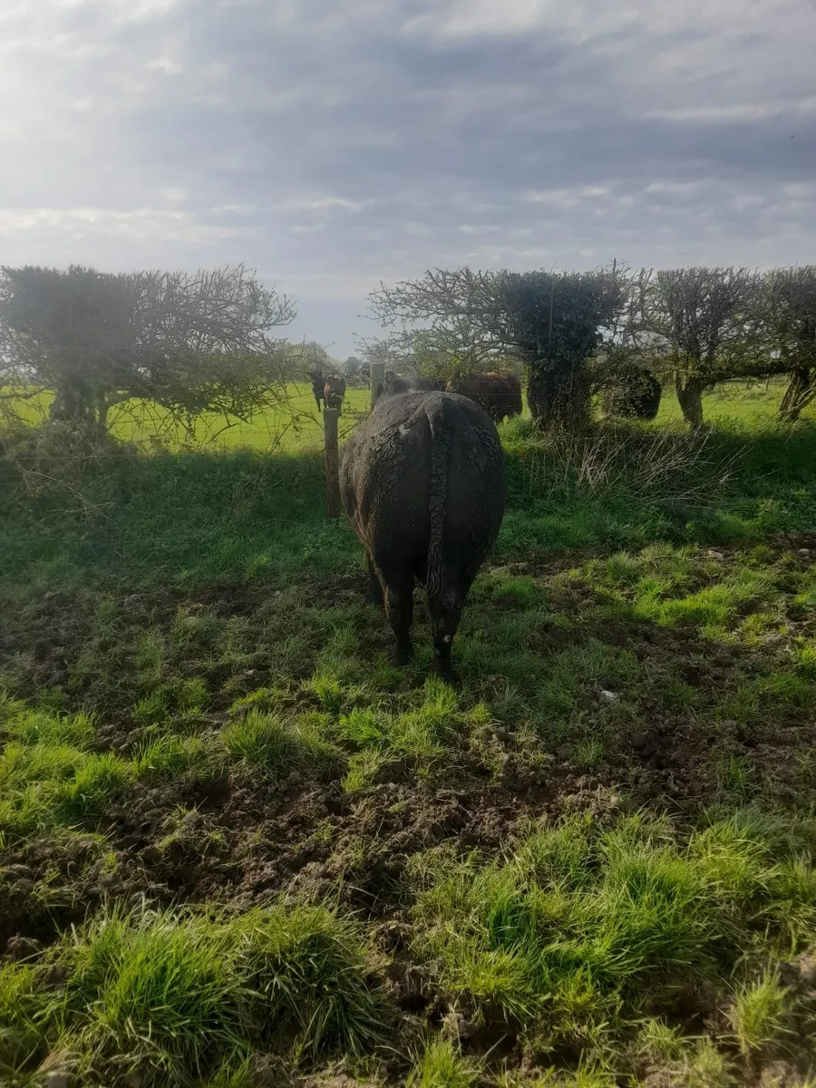 Pedigree Angus bull for sale - Image 2
