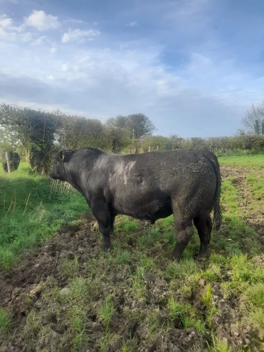 Pedigree Angus bull for sale - Image 3
