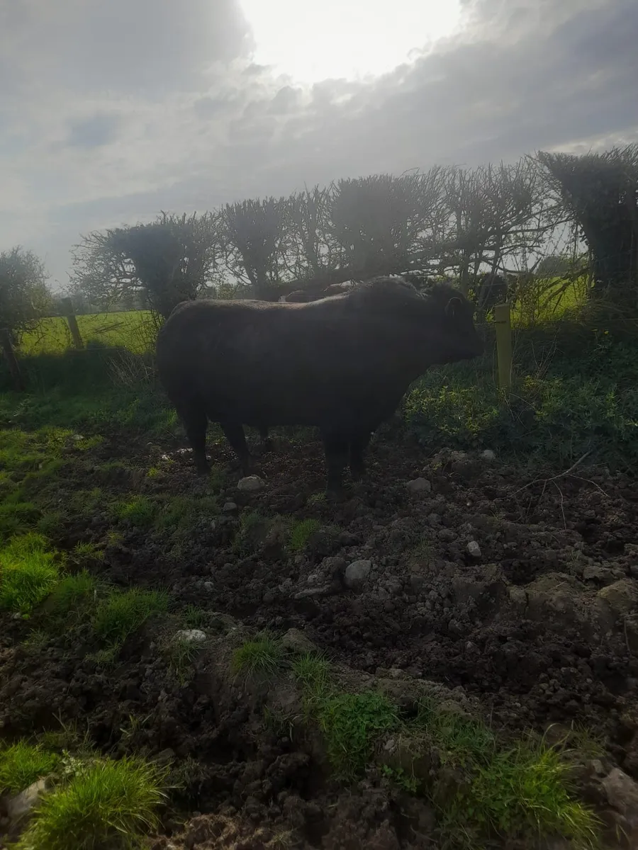 Pedigree Angus bull for sale - Image 4