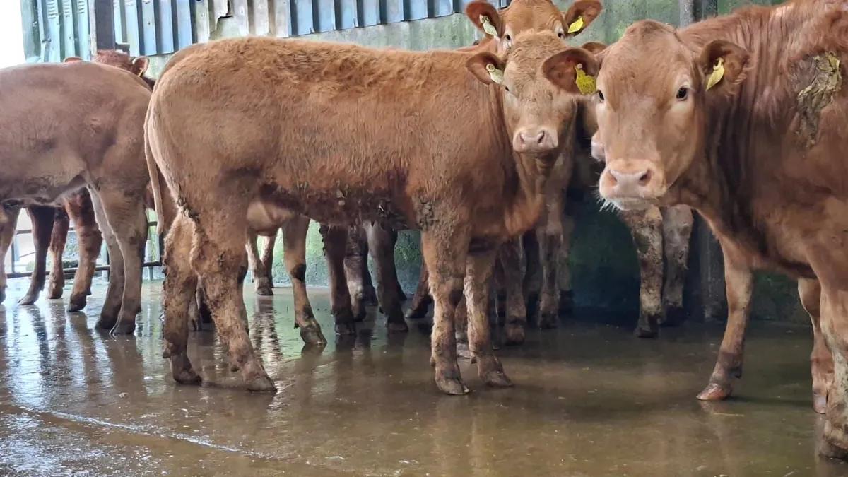 Super u grade lmx heifer's - Image 2