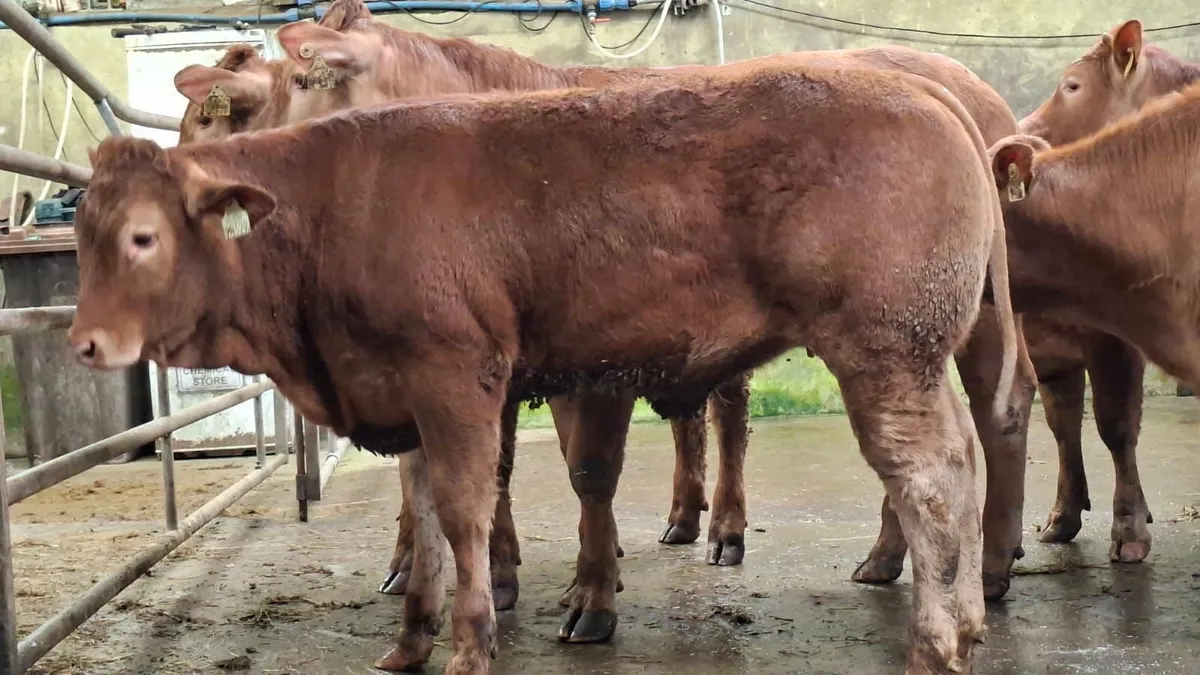 Super u grade lmx heifer's - Image 3