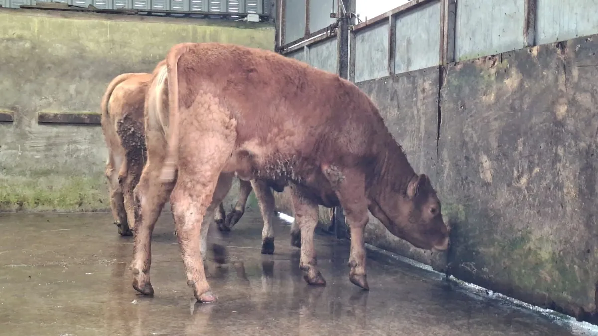 Super u grade lmx heifer's - Image 4