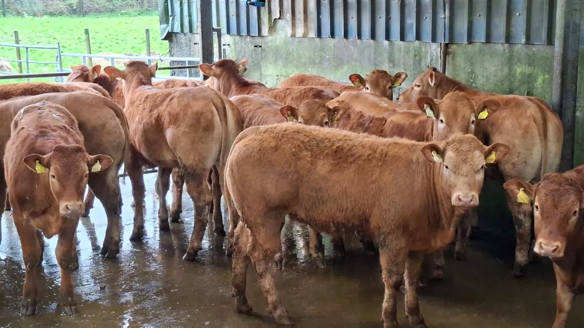 Super u grade lmx heifer's - Image 1