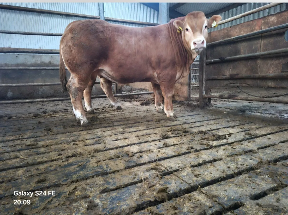 PB Limousin Bulls - Image 4