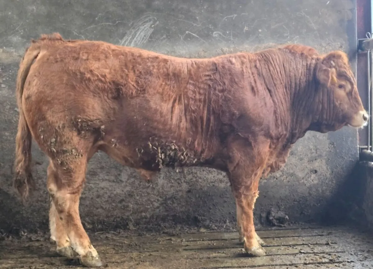 Limousin Bull - Image 2