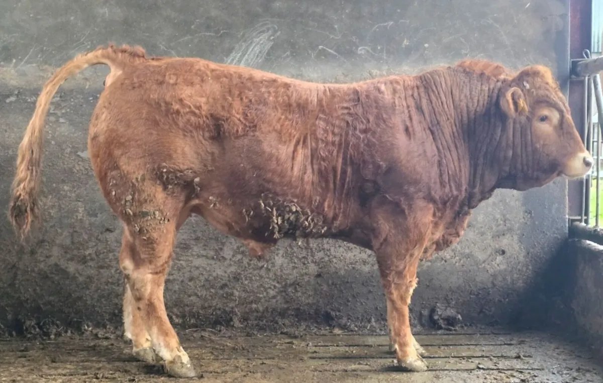 Limousin Bull - Image 3