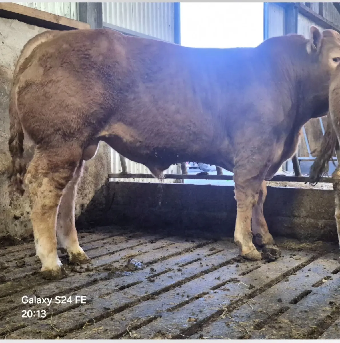 PB Limousin Bulls - Image 2