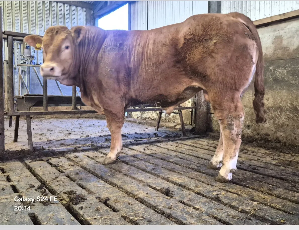 PB Limousin Bulls - Image 1