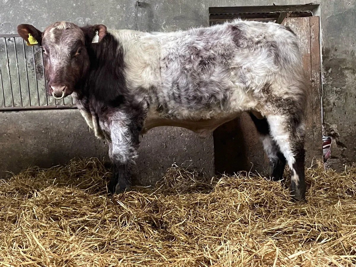 SH Bulls Elphin Monday - Image 2