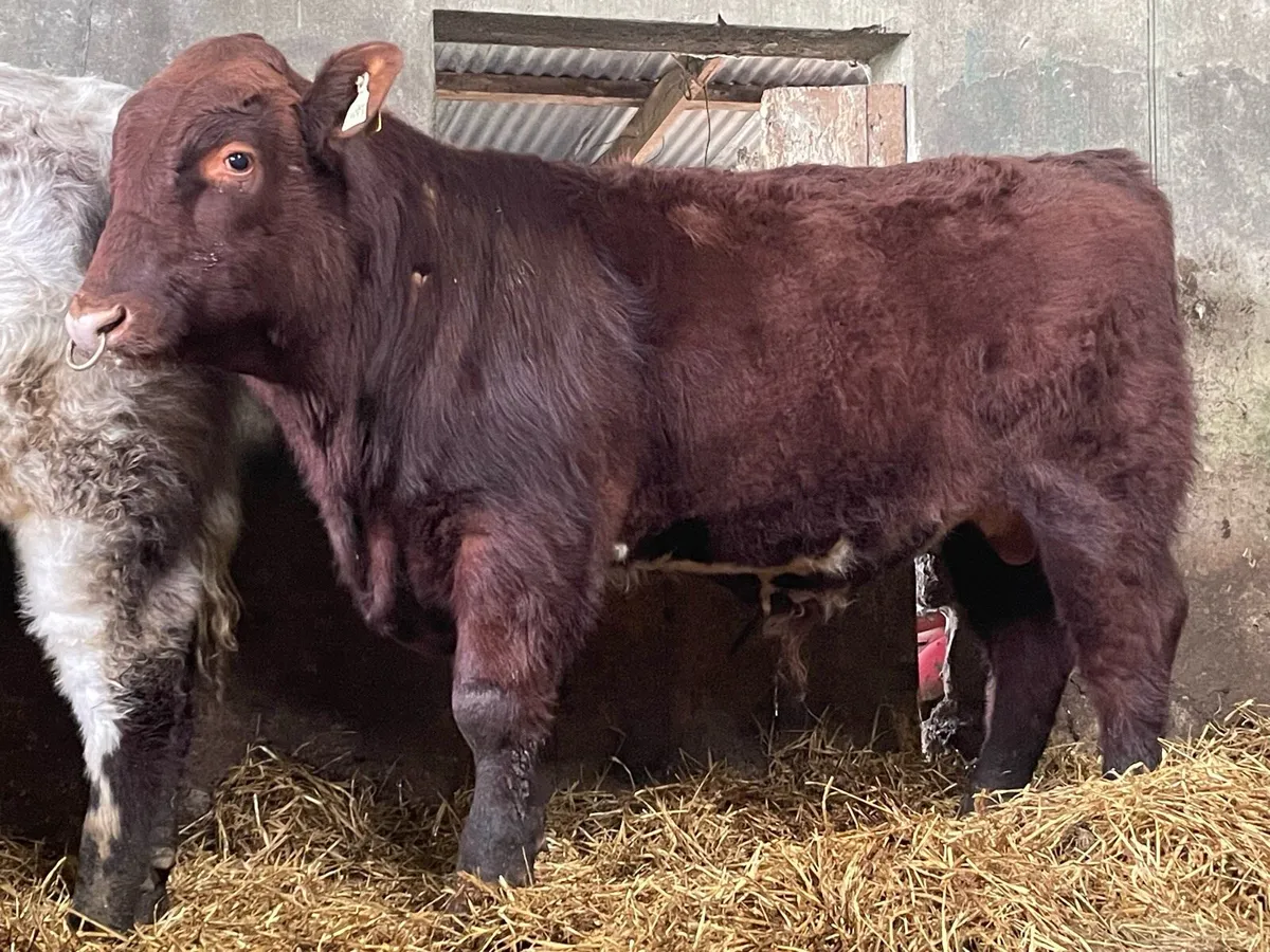 SH Bulls Elphin Monday - Image 3