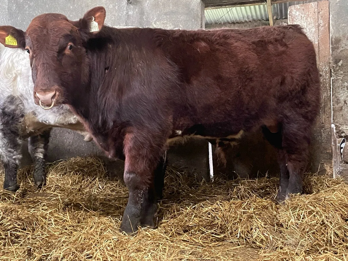 SH Bulls Elphin Monday - Image 4