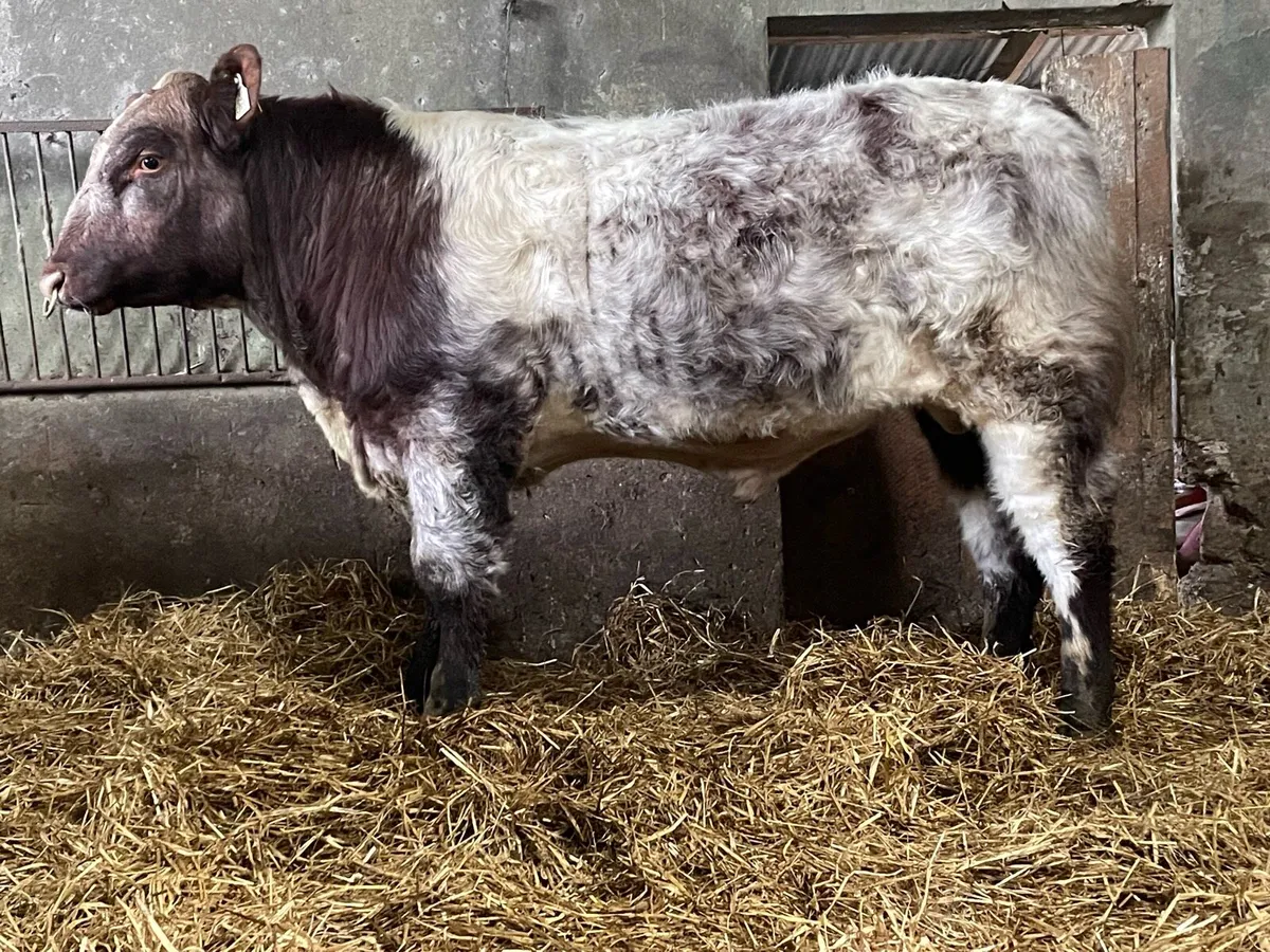 SH Bulls Elphin Monday - Image 1