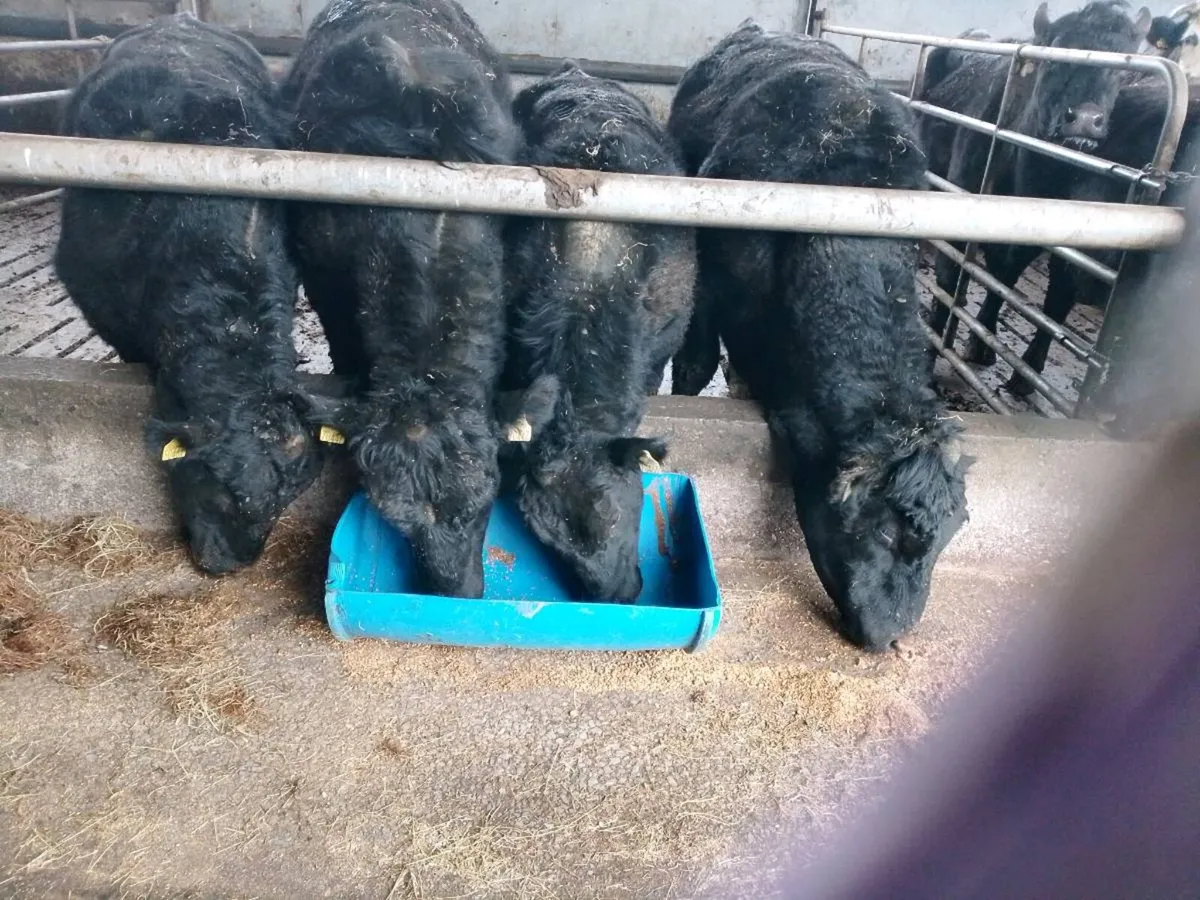 Angus bulls - Image 1