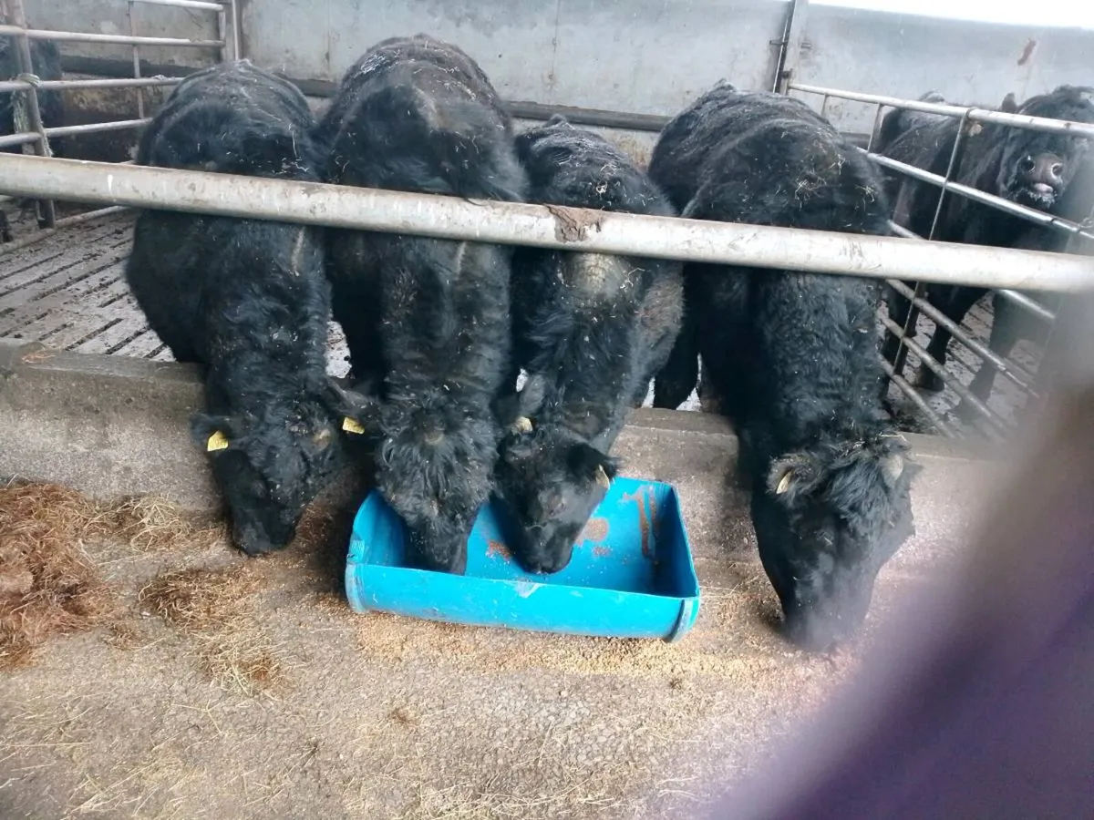 Angus bulls - Image 2