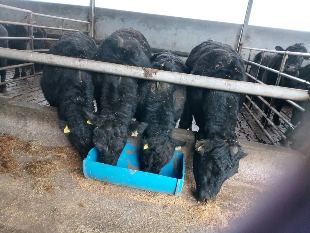 Angus bulls - Image 3