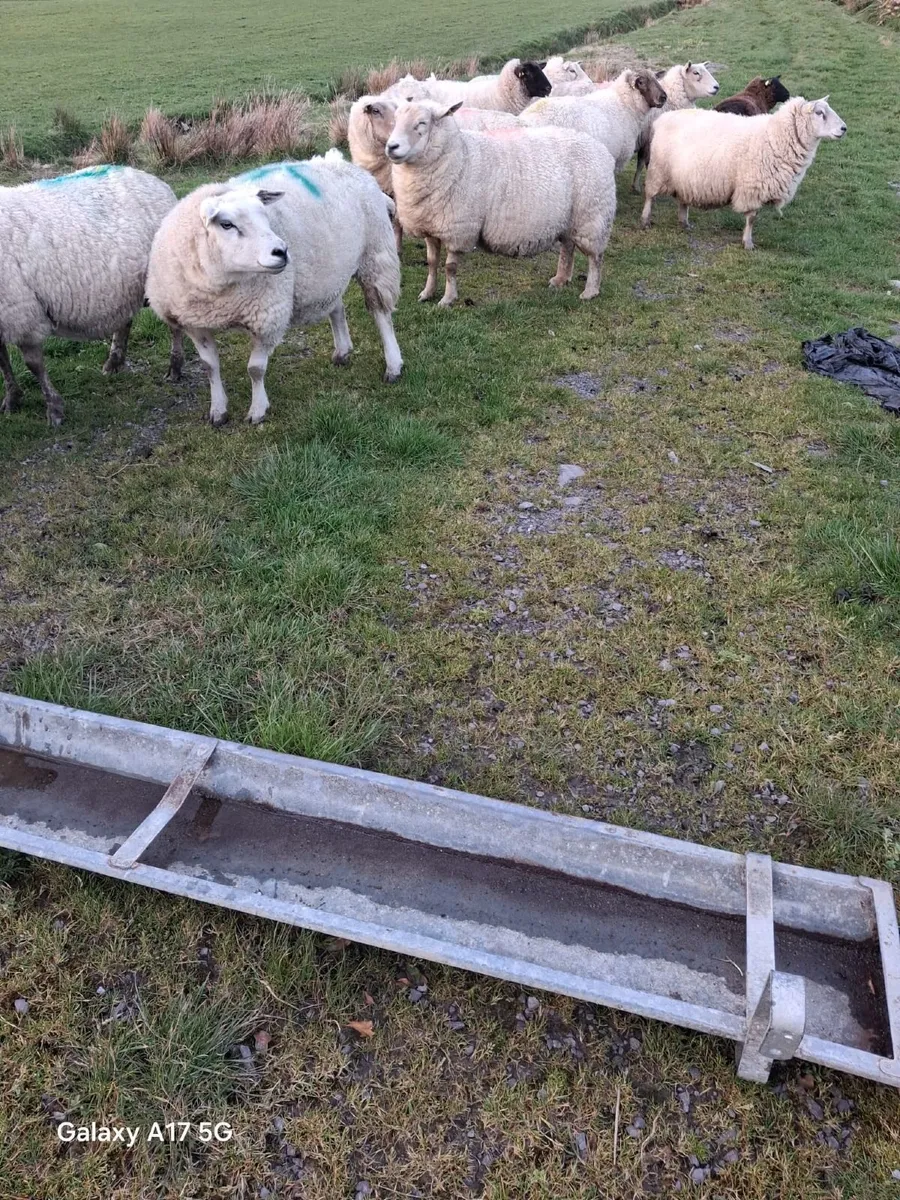 ‼️SHEEP FOR SALE‼️ - Image 1