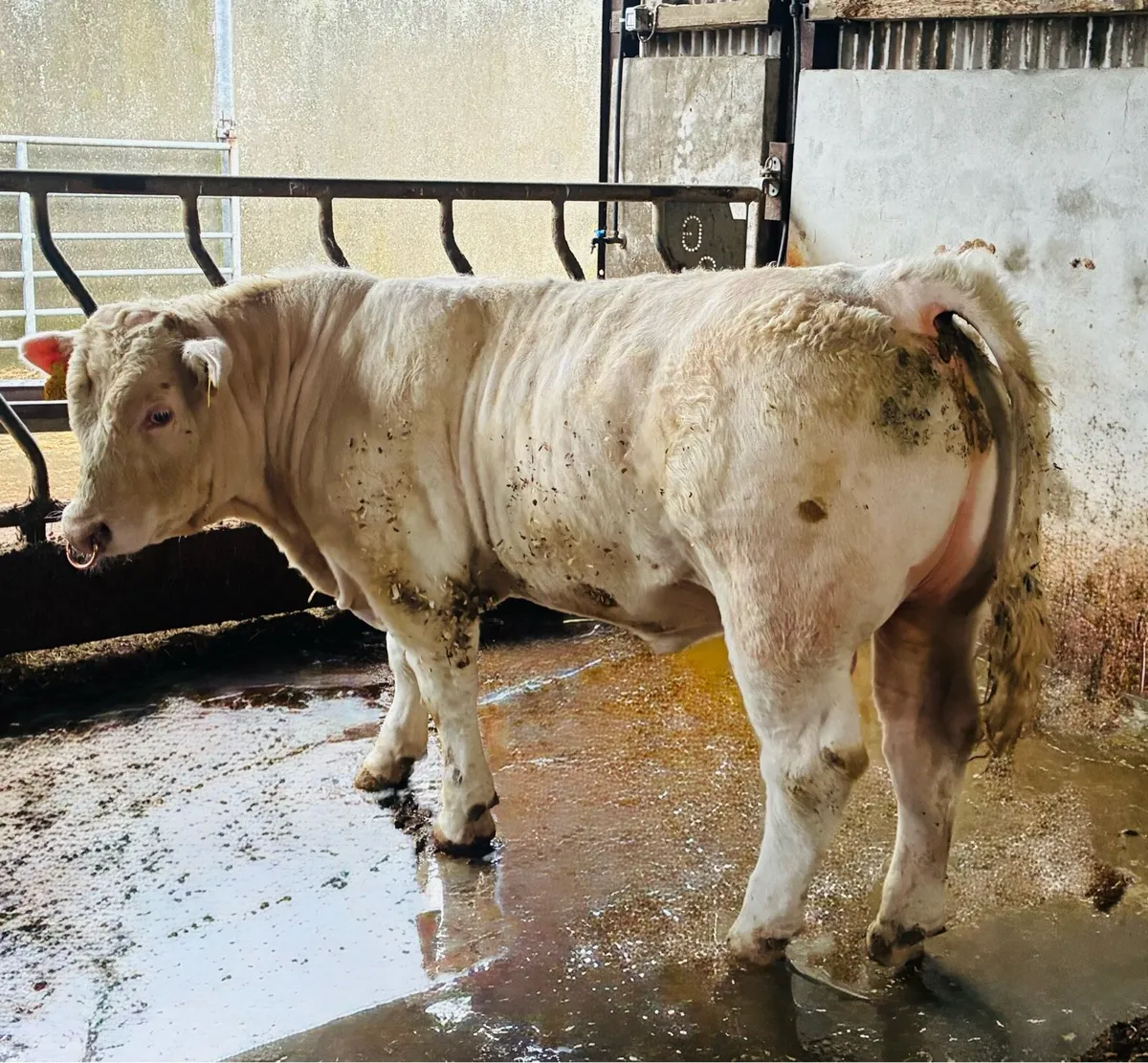 Going ballina mart on Tuesday 14th April - Image 1