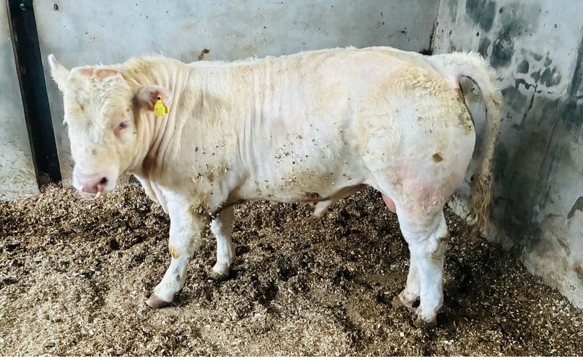 Going ballina mart on Tuesday 14th April - Image 2