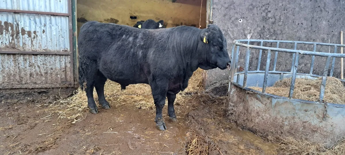 Angus 5 star bulls - Image 3