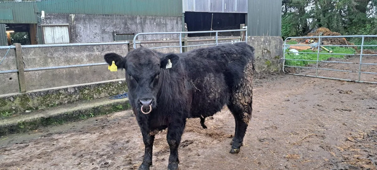 Angus 5 star bulls - Image 4