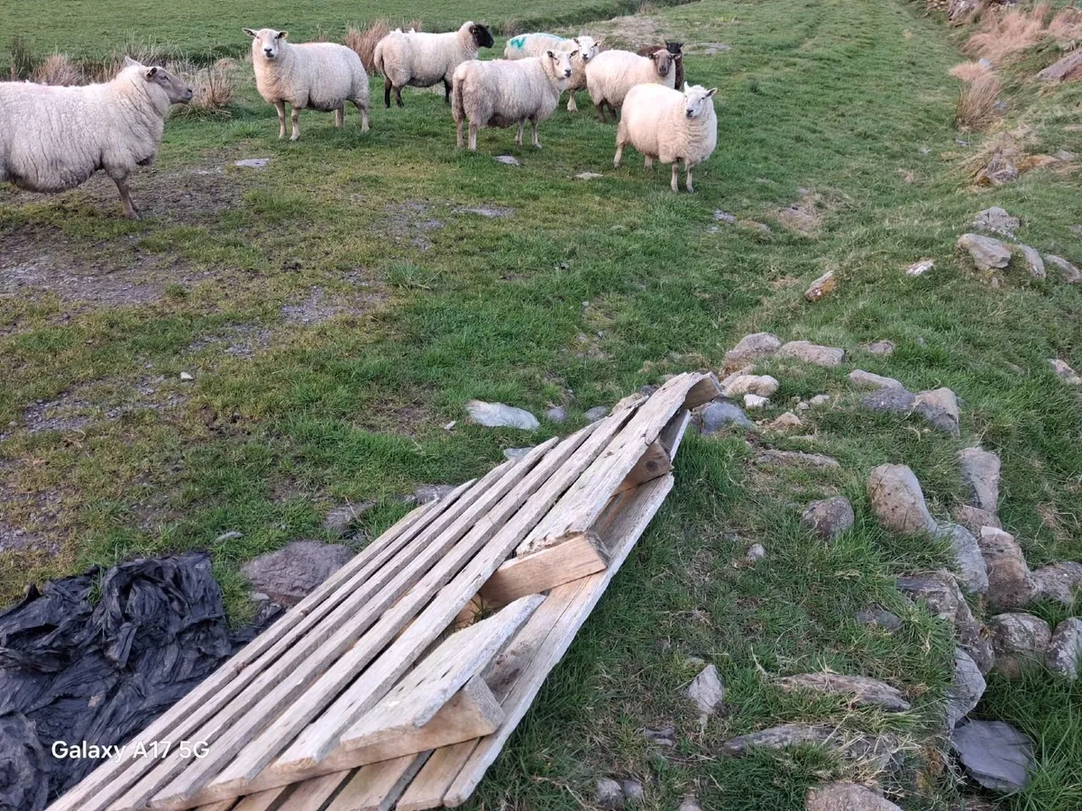 ‼️SHEEP FOR SALE‼️ - Image 3