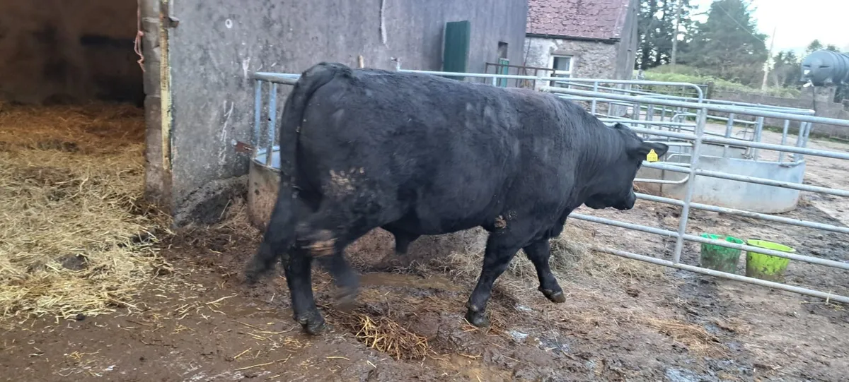 Angus 5 star bulls - Image 1