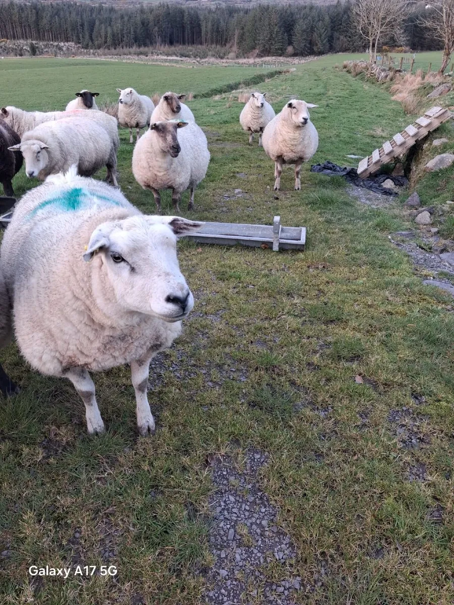 ‼️SHEEP FOR SALE‼️ - Image 2