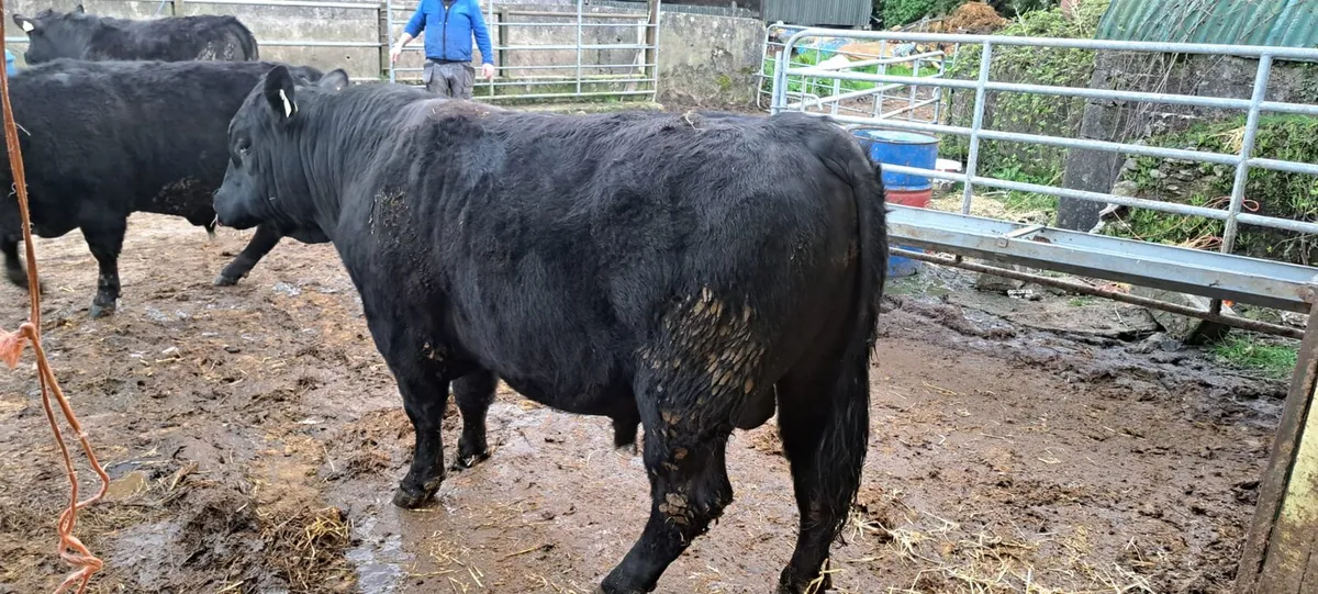 Angus 5 star bulls - Image 2