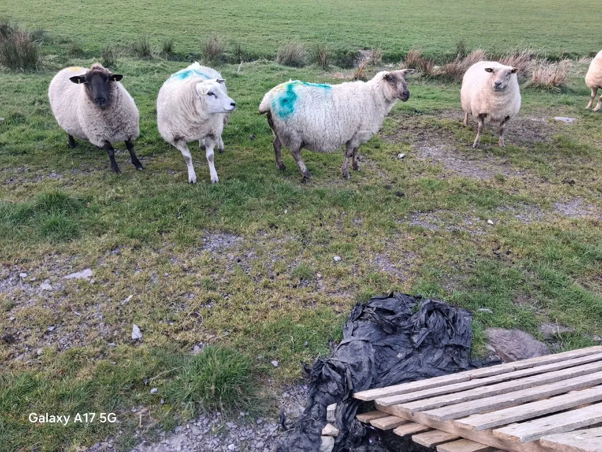 ‼️SHEEP FOR SALE‼️ - Image 4