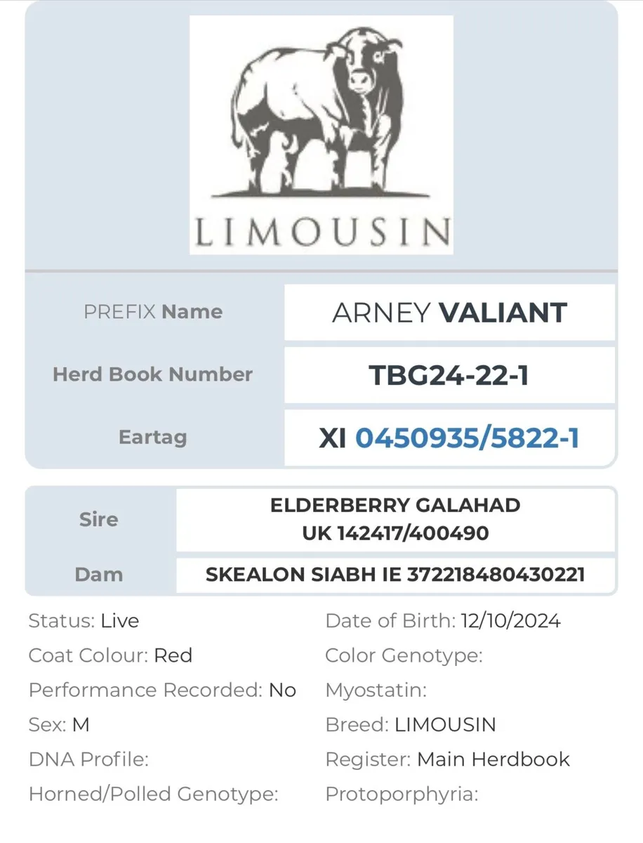 Pedigree Limousin bull - Image 2