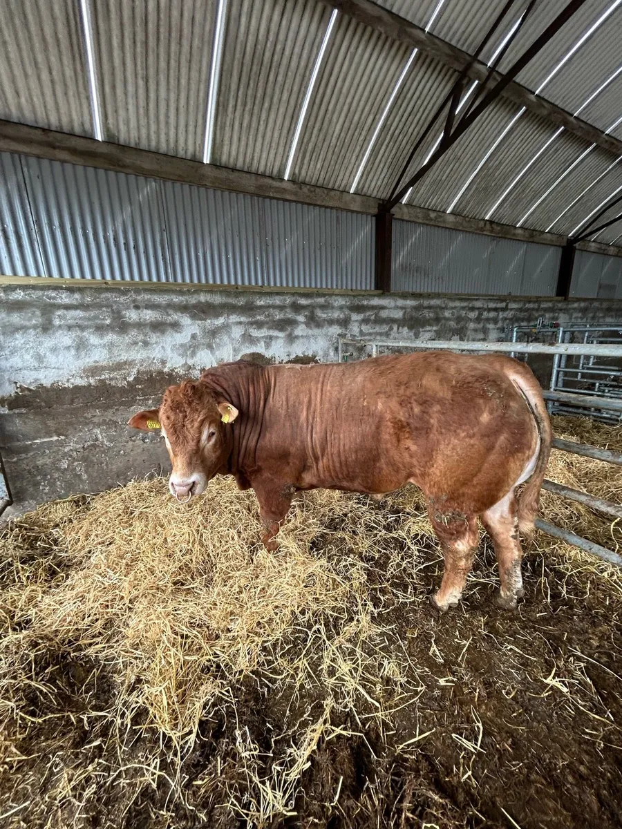 Pedigree Limousin bull - Image 1