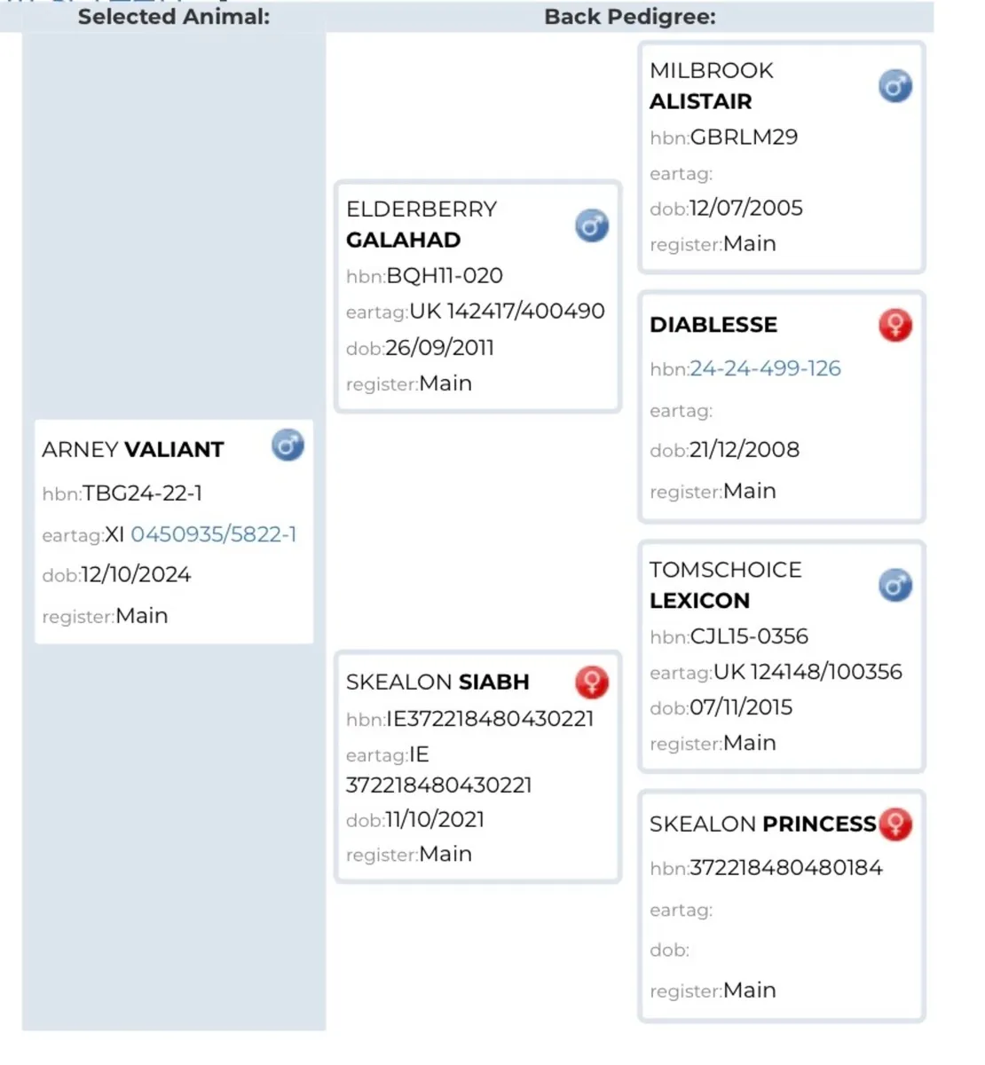 Pedigree Limousin bull - Image 4