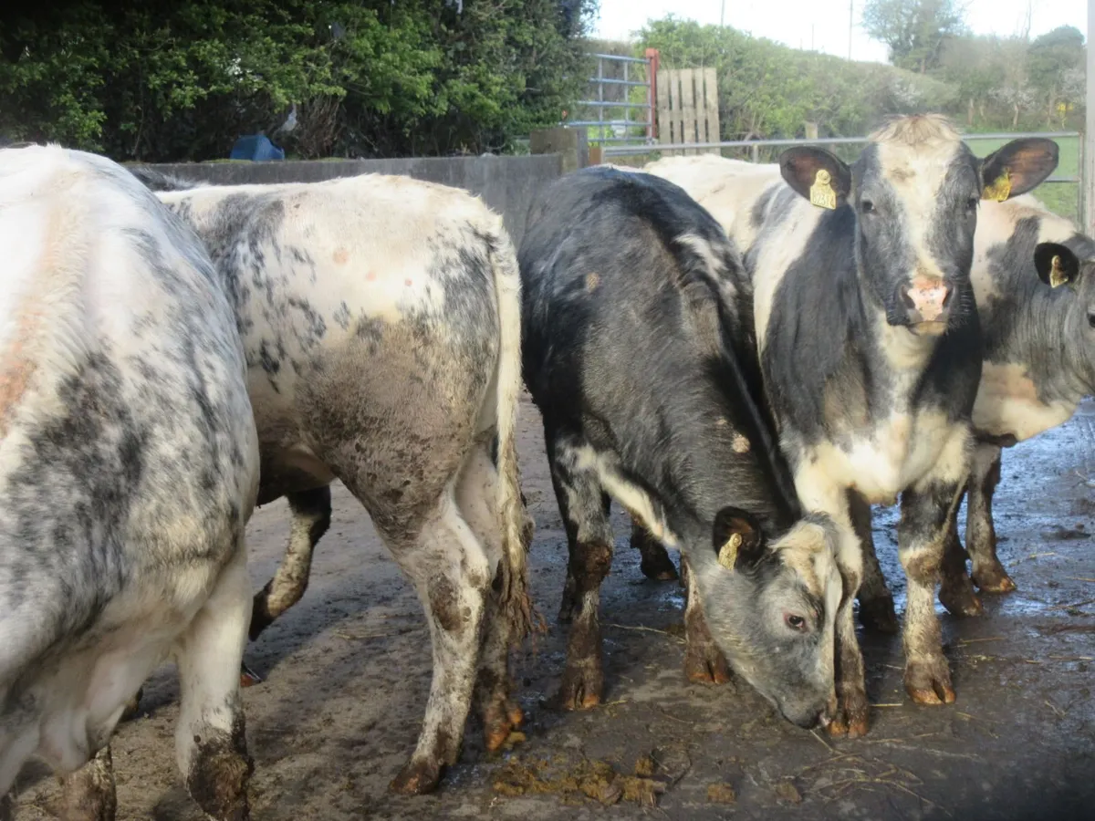 6 belgian blue heifers suitable for breeding 420KG - Image 1