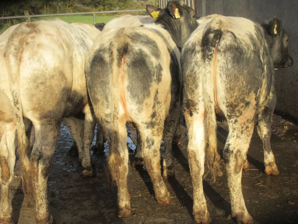 6 belgian blue heifers suitable for breeding 420KG - Image 3